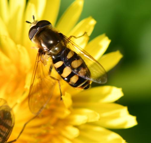 Réf. 243 725 : Eupeodes corollae